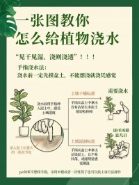 室内绿植浇水技巧：不同植物浇水频率不同，避免浇水过多​