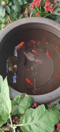 室内干燥不适？养一缸观赏鱼！