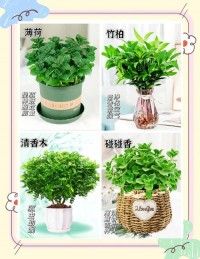 室内驱蚊植物：哪些植物能驱蚊，养殖方法简单易上手​