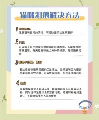 猫咪泪痕严重怎么清洁？专用工具和技巧