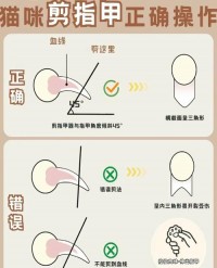 猫咪指甲修剪：工具选择、修剪长度，避免出血​