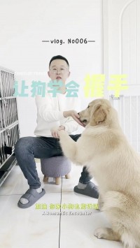 宠物狗训练技巧：定点排便、握手，简单指令训练方法​