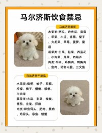狗狗饮食禁忌：巧克力、洋葱等危险食物，避免误食​