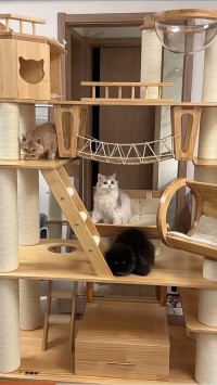 猫咪环境布置：猫爬架、猫窝摆放，满足活动需求​