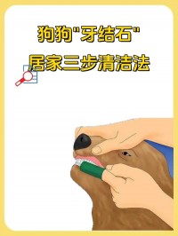 狗狗牙结石去除？专业「洗牙 + 日常护理」