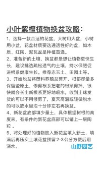 室内绿植换盆：什么时候换盆，换盆步骤和注意事项​