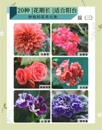 阳台种花技巧：选对花种，光照浇水把控好，开花不断​