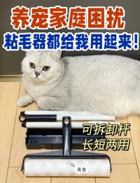 快速去除宠物毛发：养宠家庭必备技巧