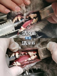 狗狗口腔清洁：磨牙棒选择，定期检查口腔健康​