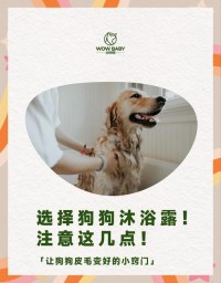 狗狗洗澡技巧：水温、沐浴露选择，吹干注意事项